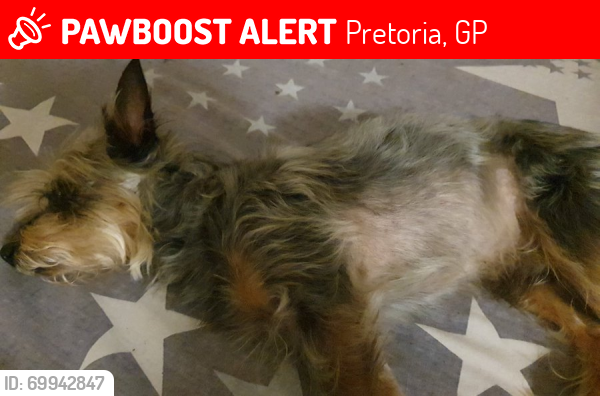 Lost Male Dog last seen Sefako Makgatho Service Lane, Pretoria, GP 0182