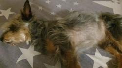 Lost Male Dog last seen Sefako Makgatho Service Lane, Pretoria, GP 0182