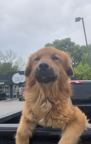 Lost Male Dog last seen Troost ave, E gregory, Kansas City, MO 64110