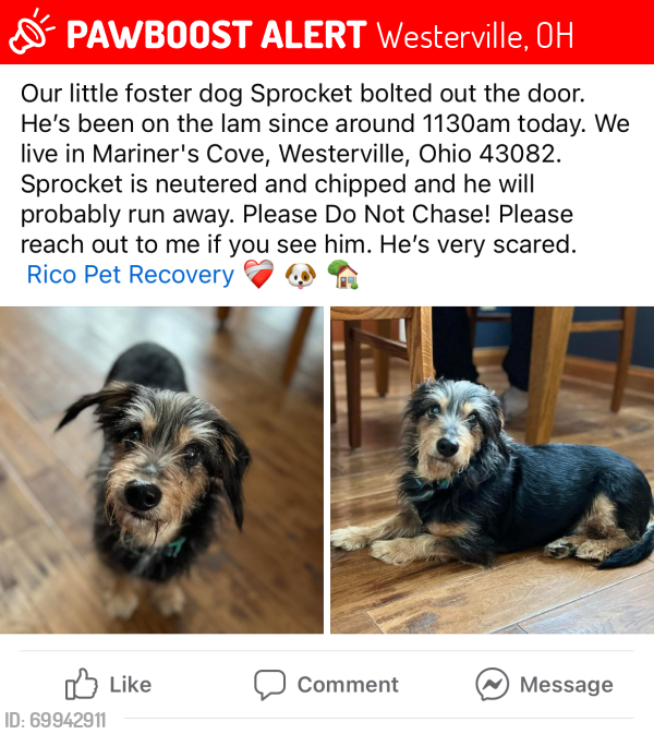 Lost Male Dog last seen Mariners Cove, Westerville, OH 43081