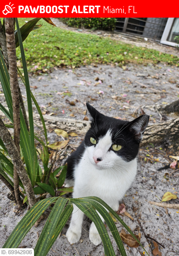Lost Female Cat last seen W County Club Dr and Aventura Blvd, Miami, FL 33180