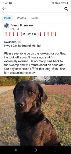 Lost Male Dog last seen HWY 692 Redmond Mill RD, Swansea, SC 29160