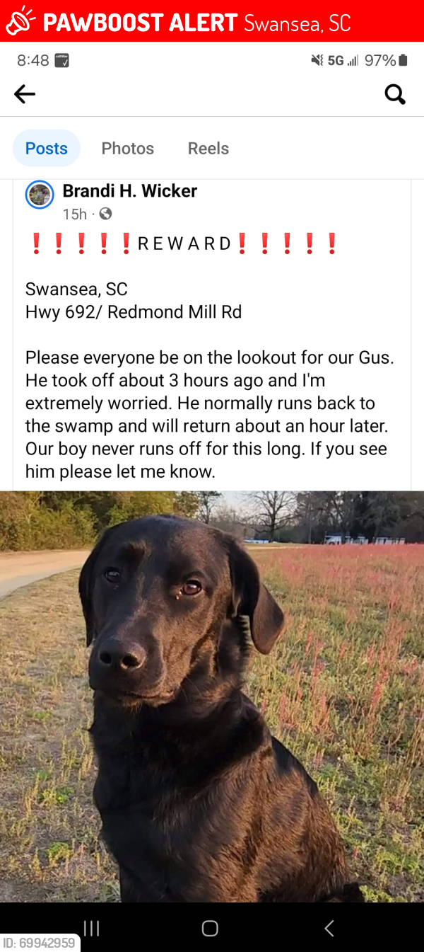 Lost Male Dog last seen HWY 692 Redmond Mill RD, Swansea, SC 29160