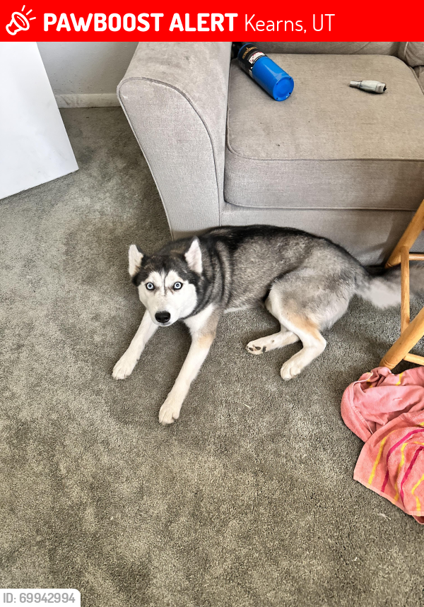 Kearns, UT Lost Female Dog, Trouble Is Missing PawBoost