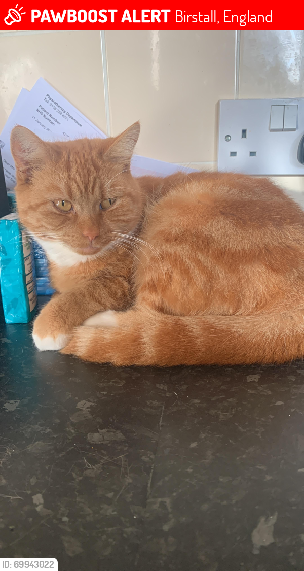 Deceased Female Cat In Birstall England ID 69943022 PawBoost