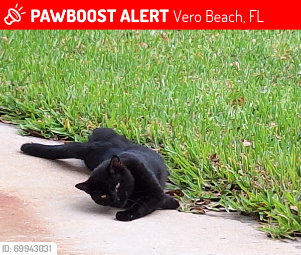 Lost Male Cat last seen Dr Dan's Vet-14th Av and 16th St.,Vero Beach, Vero Beach, FL 32960