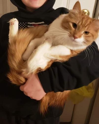 Lost Male Cat last seen Near E Canal Rd across from Dover Elementary , Dover, PA 17315