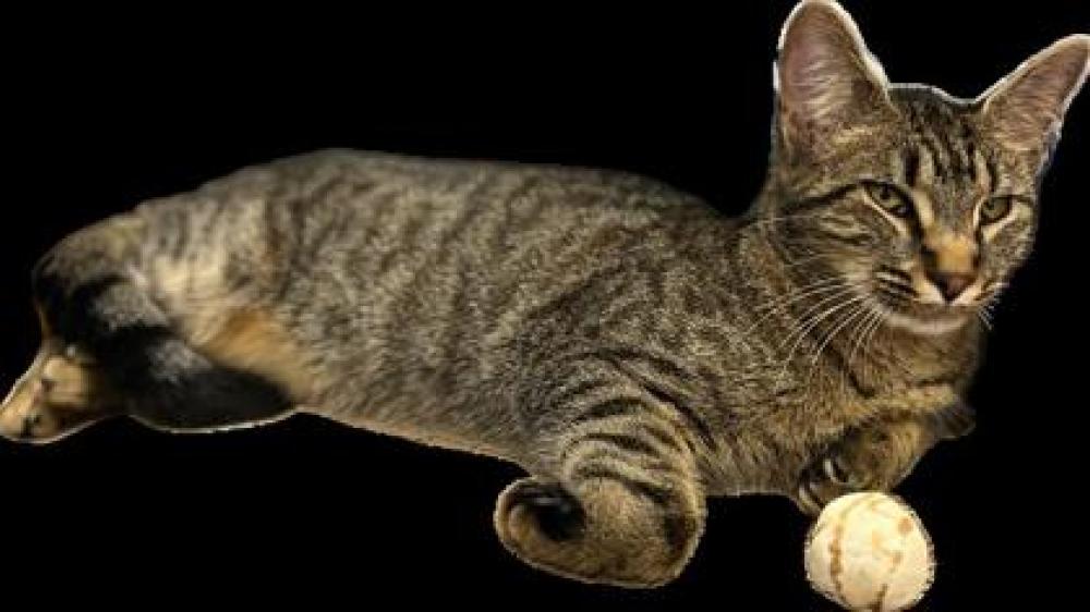 Shelter Stray Unknown Cat last seen Alexandria, VA 22311, Derby Court, Fairfax County, VA, Fairfax, VA 22032