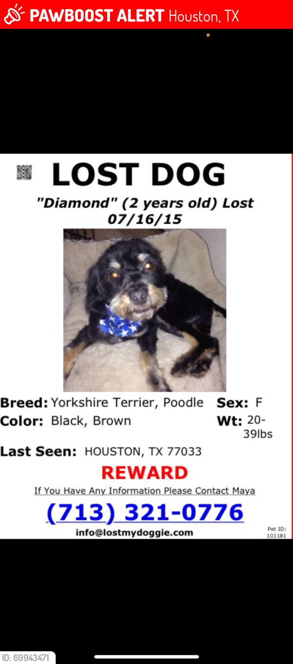 Lost Female Dog last seen Third Ward, Houston, TX 77033