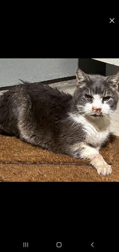 Lost Male Cat last seen Northern Dancer and Proud Clarion in Bass at Rivoli, Northern Dancer Dr, GA 31210