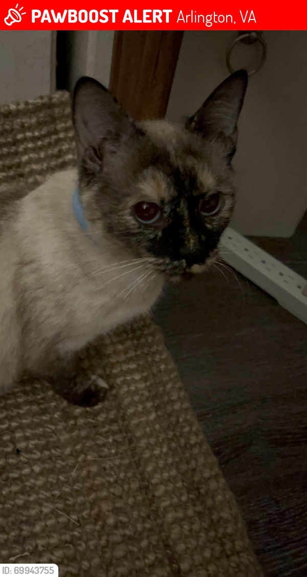 Lost Female Cat last seen Rosslyn, Arlington, VA 22209