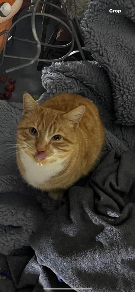 Shelter Stray Male Cat last seen Alexandria, VA, 22315, Dunsmore Rd., Fairfax County, VA, Fairfax, VA 22032