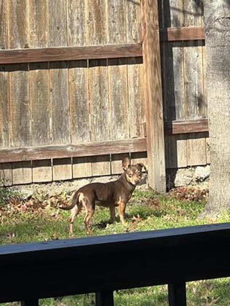 Shelter Stray Female Dog last seen San Antonio, TX 78231, San Antonio, TX 78229