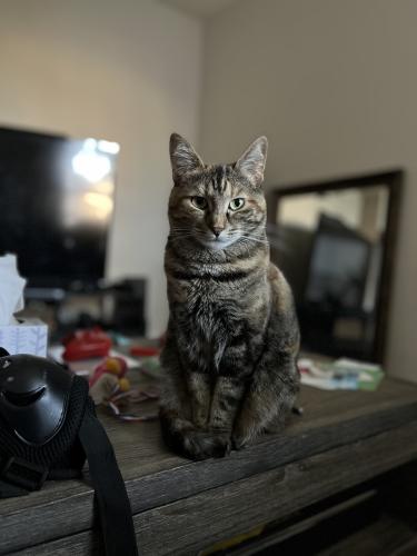 Lost Female Cat last seen little elm animal shelter before being transferred somewhere else and then adopted, Little Elm, TX 75068