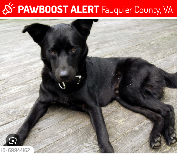 Lost Male Dog last seen Community touch , Fauquier County, VA 22724