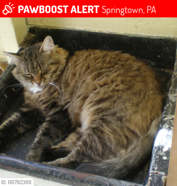Lost Female Cat last seen Route 212 & Center Streets, Springtown, PA 18081