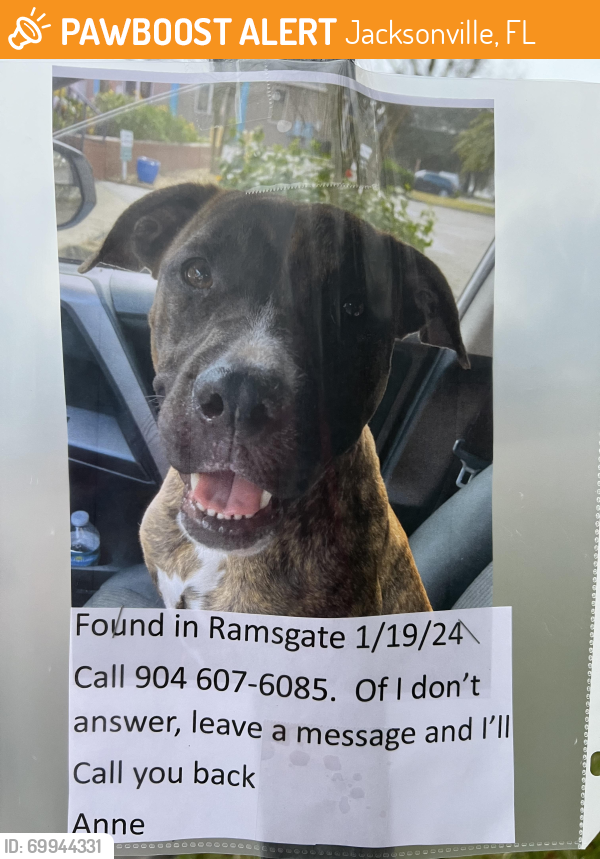 Jacksonville, FL Stray Female Dog Found Near Ramsgate Neighborhood