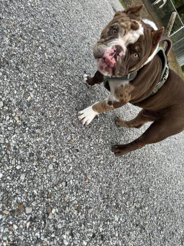 Lost Male Dog last seen Stewart Road and Bayfront road near DIP, Mobile, AL 36605