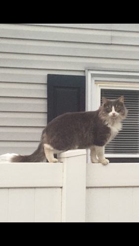 Lost Male Cat last seen Dundalk Ave in Watersedge MD, Dundalk, MD 21222