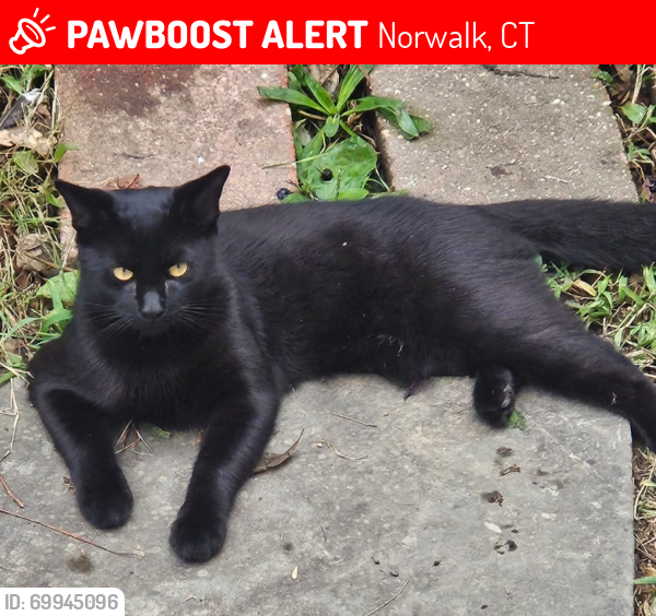 Lost Male Cat last seen Norwalk ct 06854, Norwalk, CT 06854
