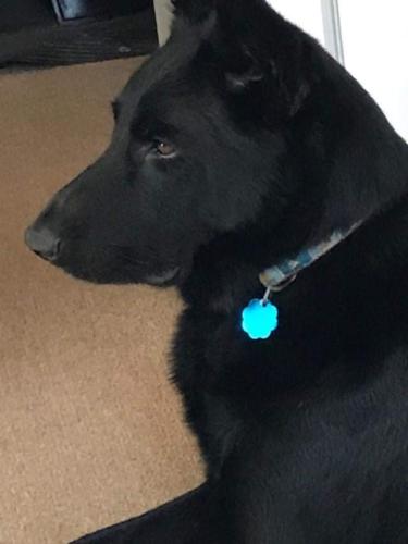 Lost Male Dog last seen Dellwood and Bradford, Tallahassee, FL 32303