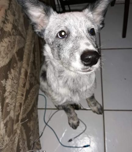 Lost Male Dog last seen Waverly Antique Shop, New Waverly, TX 77358
