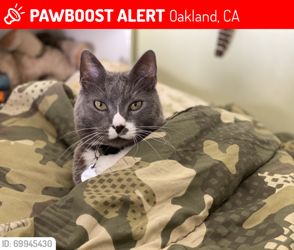 Lost Male Cat last seen Monterey and Dunsmuir , Oakland, CA 94619