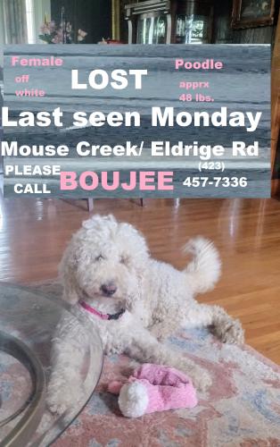 Lost Female Dog last seen Mouse Creek Rd. Shanandoa, Cleveland, TN 37312