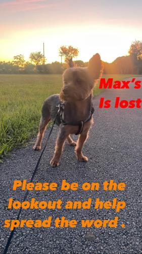 Lost Male Dog last seen Lake Stevens elementary , Miami Gardens, FL 33056