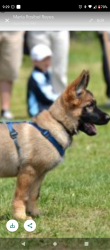 Lost Male Dog last seen Dry ponds road granite falls, sawmi6, Granite Falls, NC 28630