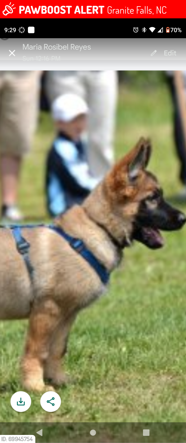 Lost Male Dog last seen Dry ponds road granite falls, sawmi6, Granite Falls, NC 28630