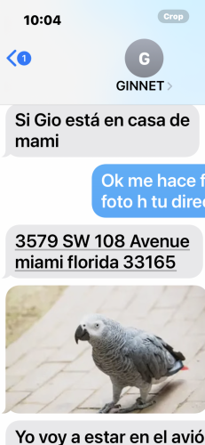 Lost Female Bird last seen Near SW 108 Ave miami, Miami, FL 33165