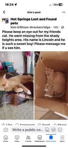 Lost Male Cat last seen Shady Heights area, Hot Springs, AR 71901
