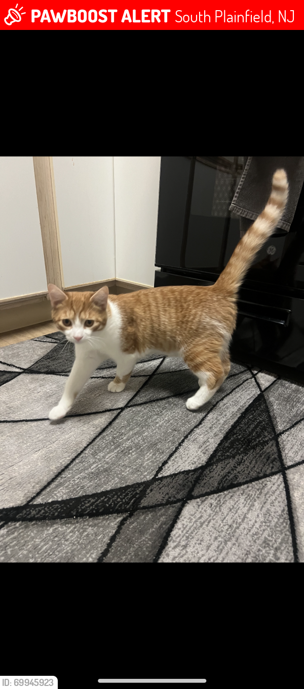 Lost Male Cat last seen The Highlands, apmt complex in south plainfield, escaped out of building 6! , South Plainfield, NJ 07080