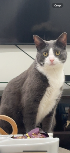 Lost Male Cat last seen Woodside drive , North Olmsted, OH 44070