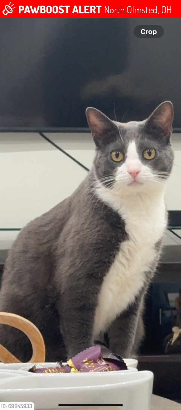 Lost Male Cat last seen Woodside drive , North Olmsted, OH 44070