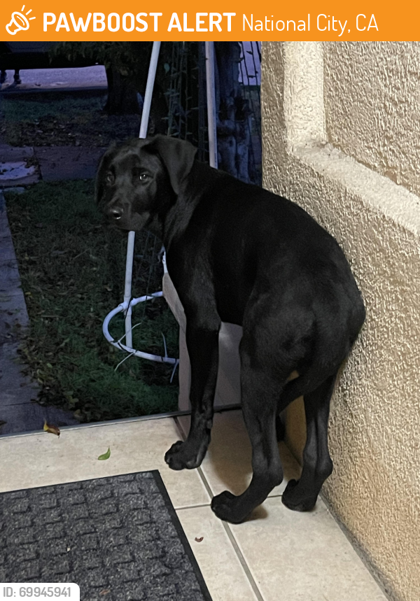 Found/Stray Unknown Dog last seen D street, National City, CA 91950