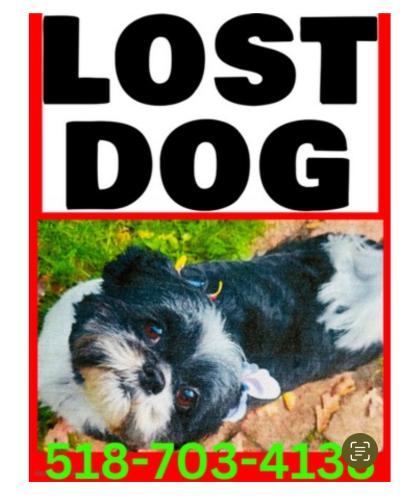 Lost Female Dog last seen Rivercrest Dr and Riverview Road, Rexford, NY 12148