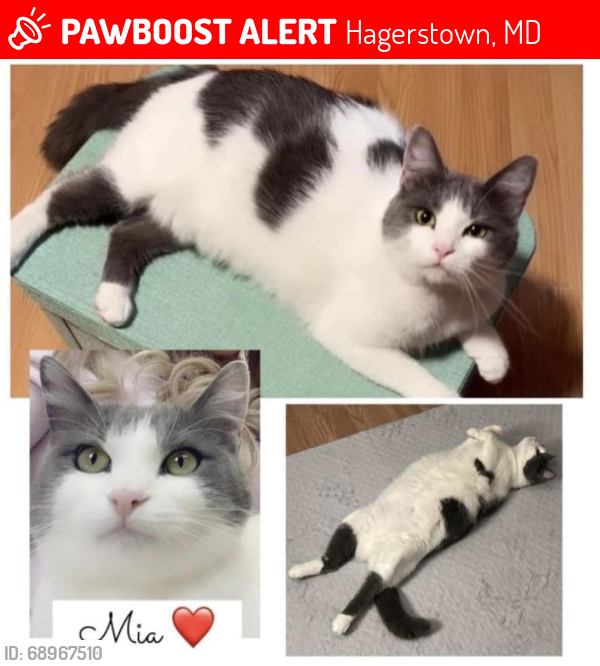 Lost Female Cat last seen Shelby Circle, Hagerstown, Hagerstown, MD 21740