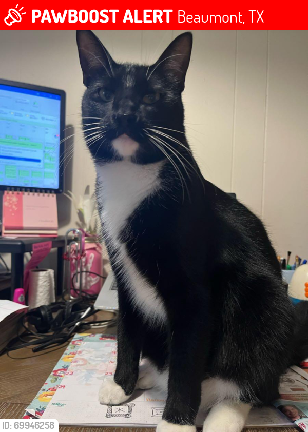 Lost Male Cat last seen Calder and East Caldwood near 7-11, Beaumont, TX 77706
