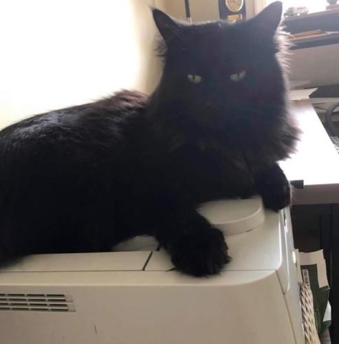 Lost Male Cat last seen Brimwood Dr and Skinner Rd, Vernon, CT 06066