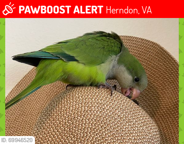 Lost Male Bird last seen Near branch dr, Herndon, VA 20170