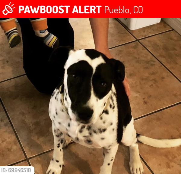 Lost Female Dog last seen Ogden and E 18th, Pueblo, CO 81001