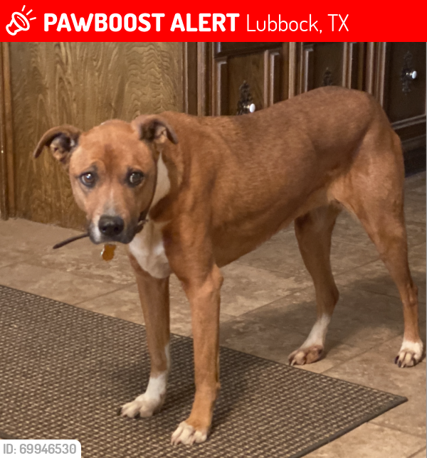 Lost Female Dog last seen 66th and Rochester, Lubbock, TX 79424