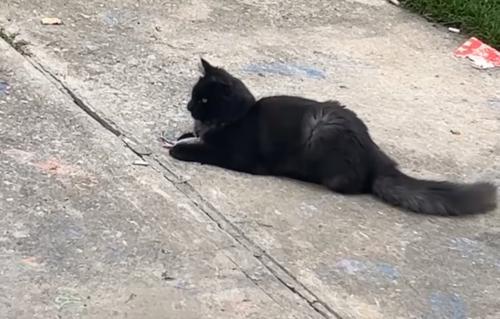 Lost Male Cat last seen Archer and Jalna , London, ON N6E 2A7
