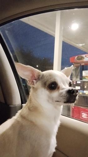 Lost Female Dog last seen South Lundy Avenue, Tucson, AZ. 85713. The largest intersection would on S. 12th St. and W. Ajo Way, Tucson, AZ 85713