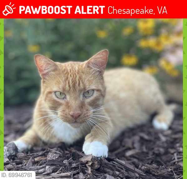 Lost Male Cat last seen Land of Promise and Long Ridge , Chesapeake, VA 23327