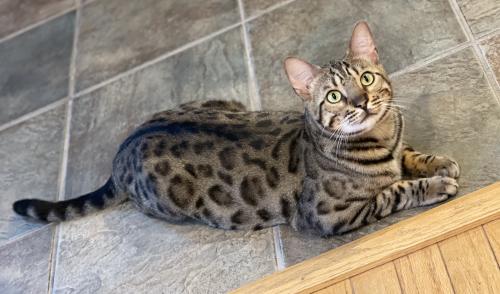 Lost Male Cat last seen Somerset Hills Ter and Tournament Dr in Belmont Country Club, Ashburn, VA 20147