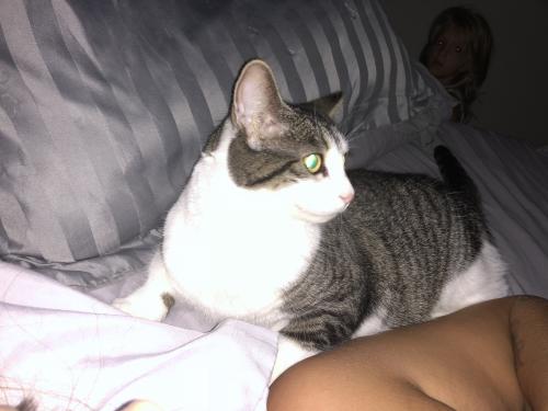 Lost Female Cat last seen Welannee Blvd , Laurel Hill, FL 32567