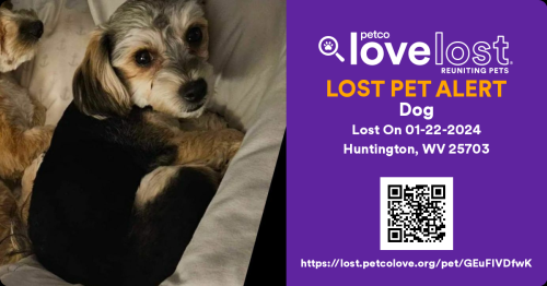 Lost Female Dog last seen 23rd street  and 9th Avenue , Huntington, WV 25703